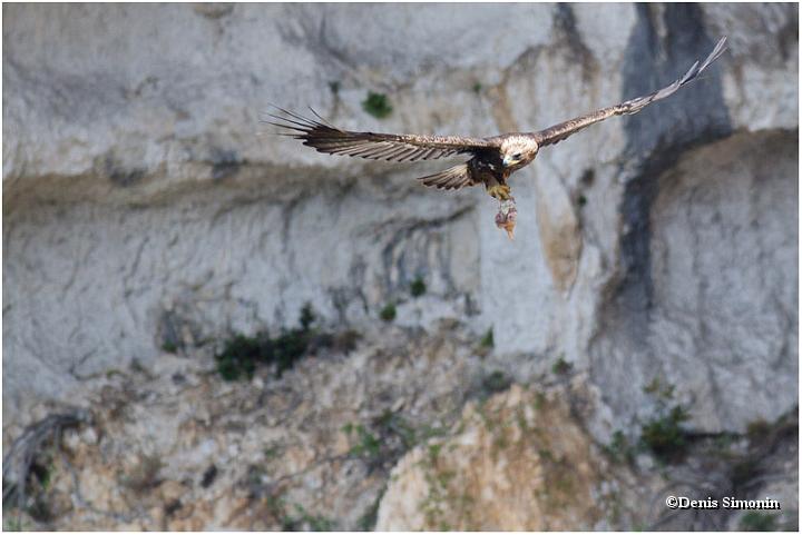 Aigle royal en vol transportant un morceau de proie